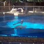 Completed Pool