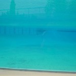 Dolphin-38