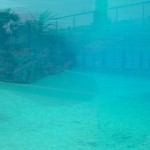 Dolphin-40