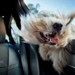 windblown-dog