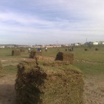 Lay a lawn grass