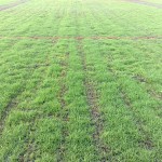Lay a lawn grass