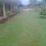 Lay a lawn grass